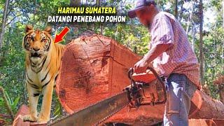 BERI PERINGATAN Harimau Sumatera Datangi Penebang Hutan yang Sedang Menebang Pohon