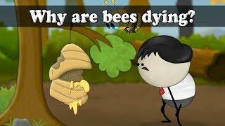 Why are honey bees dying?  #aumsum #kids #science #education #children