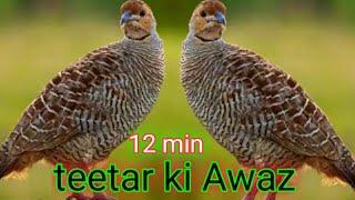 12 min teetar ki Awaz boli Partridge sounds Francolin voice long voice #teetar #sounds #voice