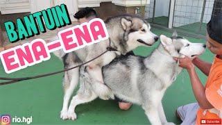 CARA MENGAWINKAN ANJING-PACAK MISCHA ALASKAN MALAMUTE