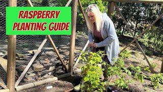 Raspberry Planting Guide Soil Location Fertilization & CareTips