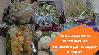 Ранняя покупка многолетников - как выбрать и сохранить до посадки растения из магазина