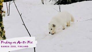 Ranua Zoo Hand Feeding an Arctic Fox in Finnish Lapland