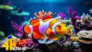 Aquarium 4K VIDEO ULTRA HD  Beautiful Coral Reef Fish - Relaxing Sleep Meditation Music #76