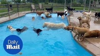 Thirty-nine dogs jump into a pool at Michigan doggy day care cuteness ensues