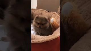 Pomeranian puppy enjoy their treats  Adorable Pom-pom