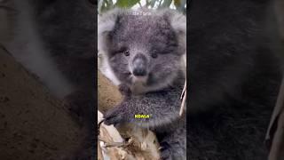 Keunikan Koala  Hewan Pemakan Daun Eukaliptus dengan Adaptasi Luar Biasa #hewanunik #hewanlucu