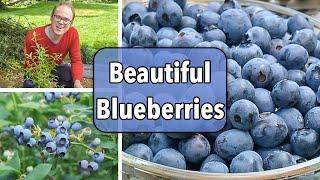 Growing Blueberries From Planting to Harvest