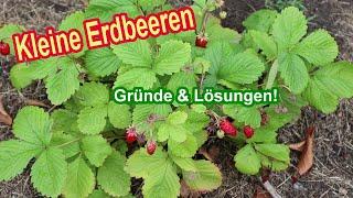 Kleine Erdbeeren trotz gesunder Pflanzen - Ursache & Lösung