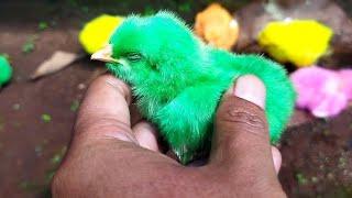 Ternak ayam warna warni ayam pelangi lucu lucu ayam rainbow warna warni bikin gemes