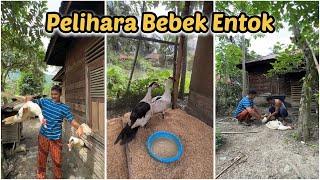 Pelihara bebek entok