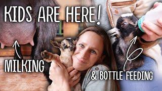 Diary of a NEWBIE Goat Owner - Kidding Season - Bottle Feeding Dam Raising and Milking 