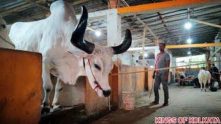 BIGGEST BAHUBALI KANKAREJ OX OF 2023  FROM KHAN DAIRY FARM GOLBARI #viral  Kolkata cow 2023 