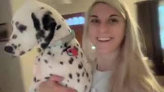 dalmatas a day in my life with a 5 month dalmatian puppy teaching her to swim for the first Time