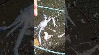 Blue Swimmer Crab Hunt