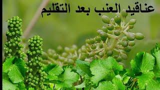 عناقيد العنب بعد التقليم الصحيح لشجرة العنب