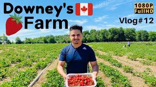 Downeys Farm  Fresh Strawberries  Caledon  Brampton  Ontario-Canada  Vlog 12  1080p