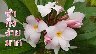 ปักชำ ลีลาวดี ให้รอด 100% ง่ายมาก Growing Plumeria from cuttings. English sub.