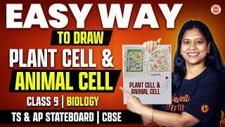 Easy way to Draw  PLANT CELL & ANIMAL CELL  Class 9  TS & AP State boardCBSE  Sunaina Maam