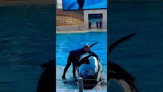 Killer whales  may be super dangerous for trainer also #shorts #seaworld #youtubeshorts #youtube