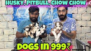 Cheapest Dogs Market In Delhi NCR  Bulldog Husky Labra Beagle Pug  Dog in 999Rs  Puppy World