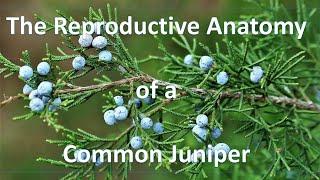 The Reproductive Anatomy of a Common Juniper