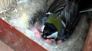 Птенцы синички в почтовом ящике. 3 день жизни. The chicks titmouse in your inbox. Day 3