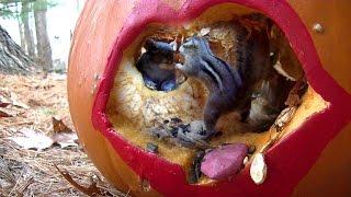 Pumpkin Lips Feeder chipmunks n squirrels natural sounds
