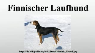 Finnischer Laufhund