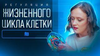 Эволюция митоза. Регуляция жизненного цикла  ЕГЭ по биологии 2024