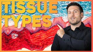 Intro to Histology The Four Tissue Types  Corporis