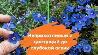 Ослепительно синий цветок для клумбы - неприхотливый и цветущий до глубокой осени