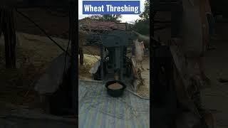 wheat threshing #shortsvideo #shorts#viralshorts #newshorts