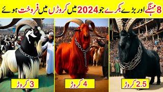 Top Most Expensive Qurbani Bakra in Pakistan 2024  Amazing Info