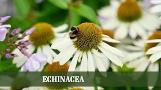 Scheinsonnenhut Echinacea - Alles zu Sorten Rückschnitt und Ansprüchen