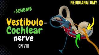 CN 8 Vestibulocochlear Nerve Scheme Inner Ear Pathway  Neuroanatomy