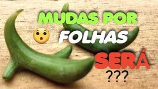 COLAR DE GOLFINHO DICAS DE CULTIVO E MUDAS POR FOLHAS VOCÊ SABIA??? SENECIO peregrinus