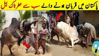 Pakistan Main Qurban Honay Walay Sab Say Khaternak Janwar  Dangerous Qurbani Animal  NYKI