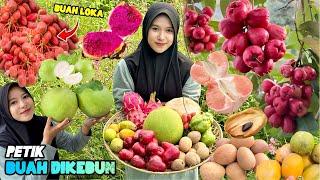 Panen buah-buahan dikebun  Bikin rujak buah segar