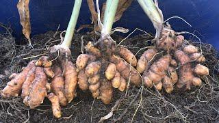 My Beautiful Turmeric Harvest In Zone 7b