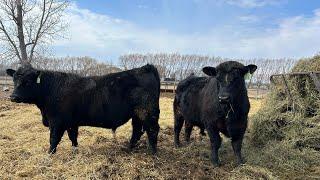 Purebred Black Angus yearling bulls available this spring 2024