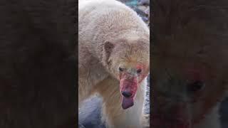 Polar bear vs Walrus    #shortsvideo #shortvideo #hunter