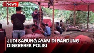 Arena Judi Sabung Ayam di Bandung Digerebek Polisi Belasan Orang Ditangkap