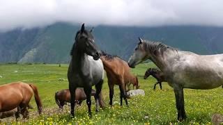 ГРУЗИЯ. ДИКИЕ лошади в горах. инстаграм vadimveter