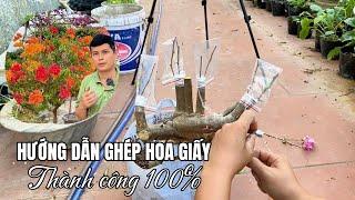 Hướng dẫn ghép Hoa Giấy thành công 100%