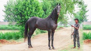 Top horse breeds in India marwari kathiawari sindhi nukra english breeds uses in india