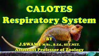 CALOTES Respiratory System