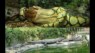 Guindy Snake Park கிண்டி பாம்பு பண்ணை - India’s First Reptile park in Chennai  Snakes&Crocodiles