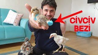 We Made Chick Chicken Diapers Your Chicks and Chickens Can Now Travel Easily at Home