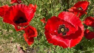 Papaver rhoeas - Flanders Poppy Corn Poppy Red Poppy Shirley Poppy